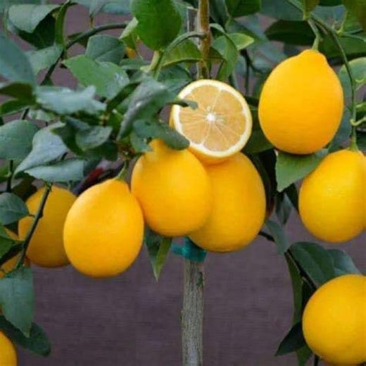 Dwarf Meyer Lemon Seeds