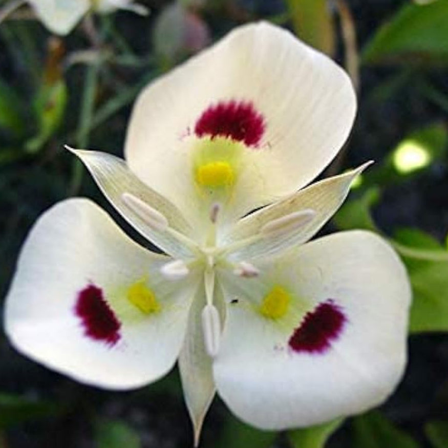 Sego Lily Flower Seeds Up to 50% Off