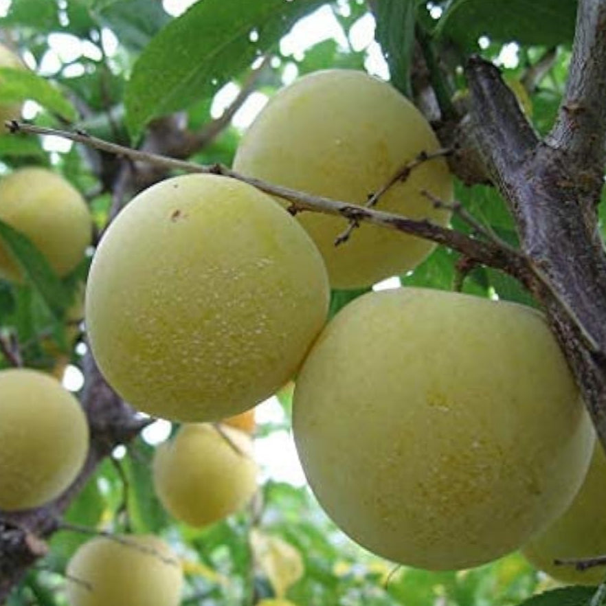 Mirabelle Plum Tree Seeds prime day up to 50%