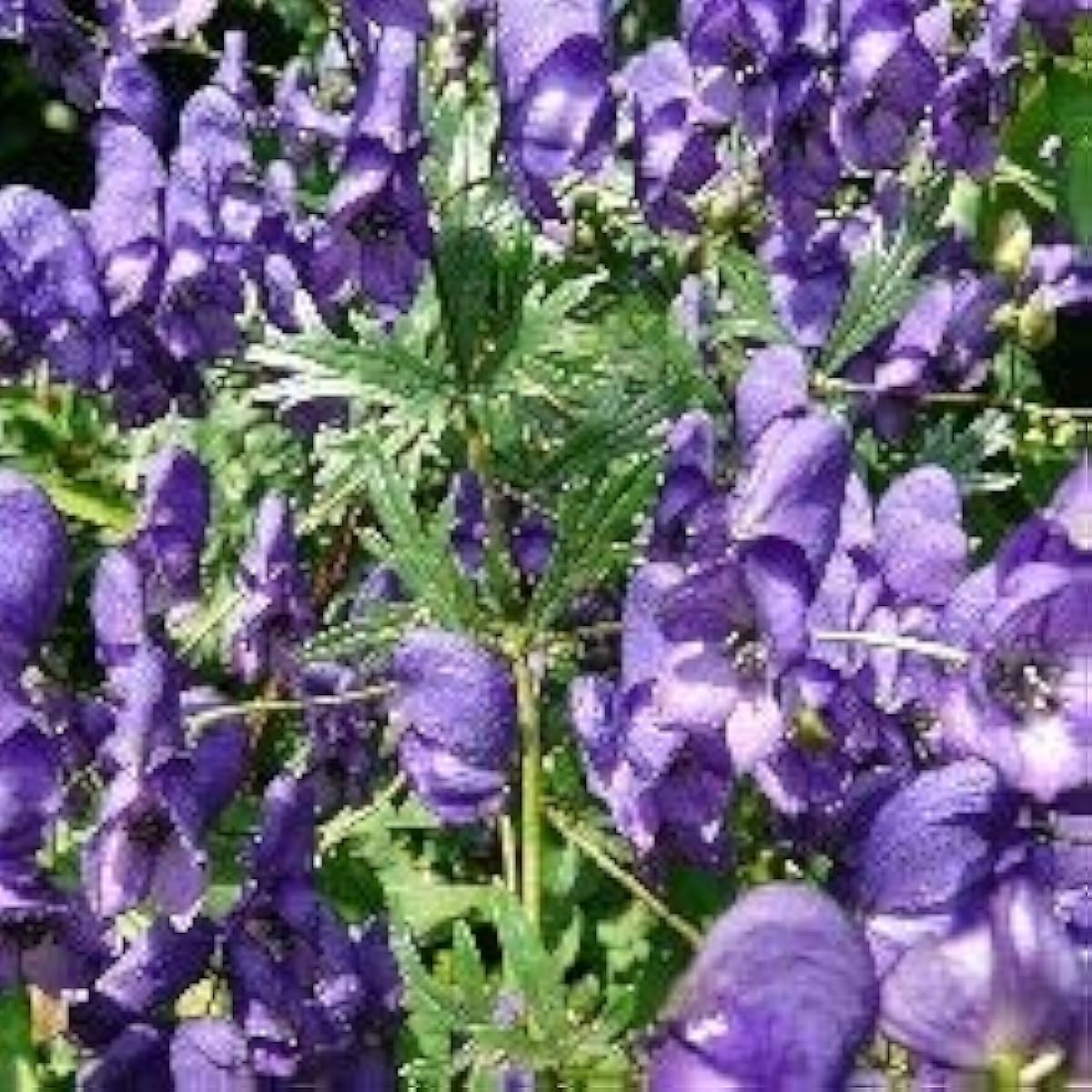 Monkshood Poisonous Plant Seeds prime day up to 50%