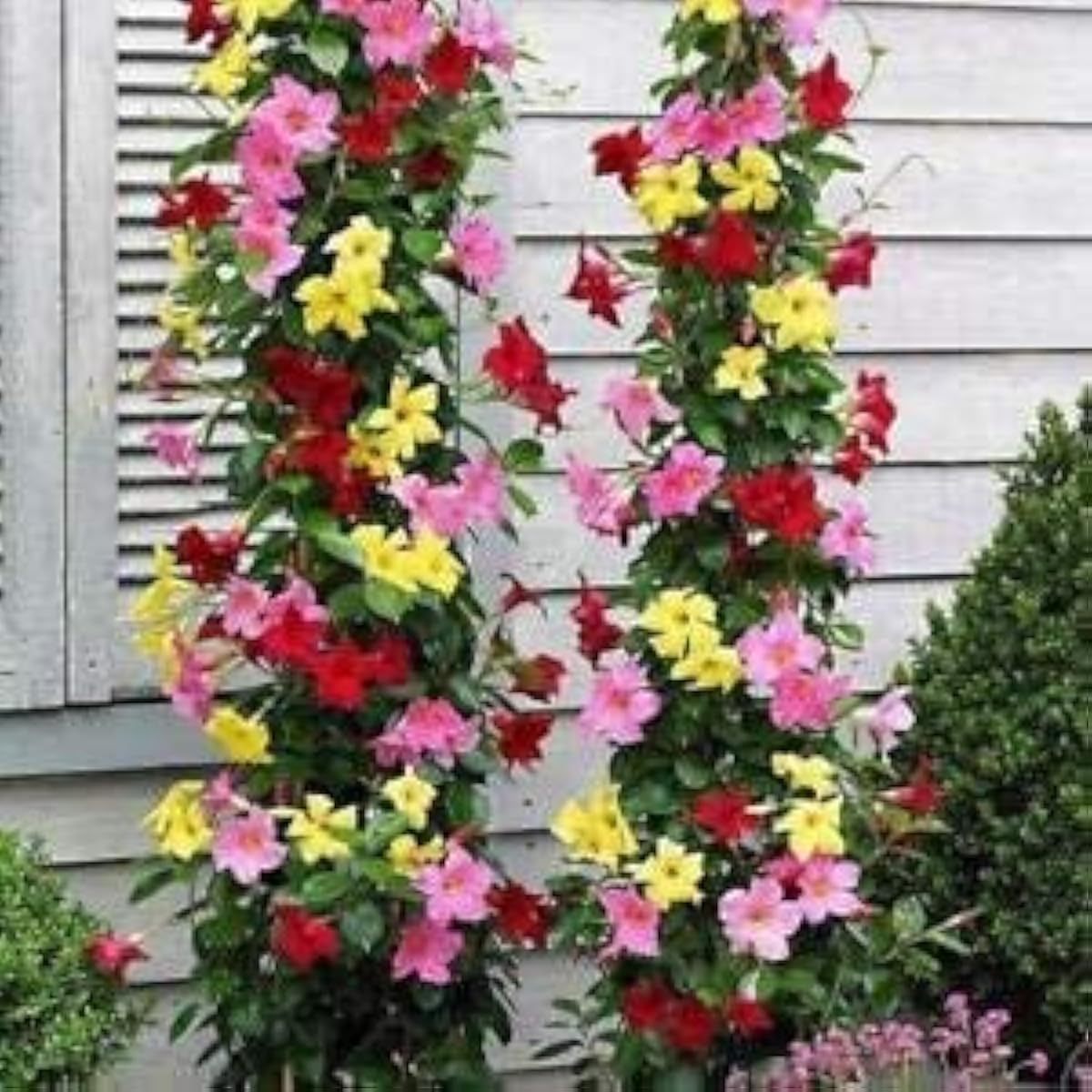 Mixed Mandevilla Flower Seeds prime day up to 50%