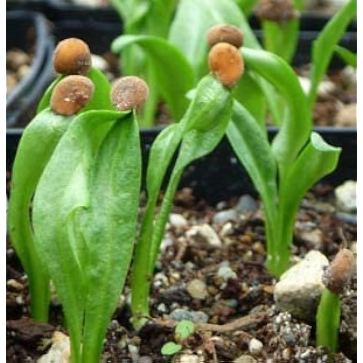 Mandragora Plant Seeds up to 50%