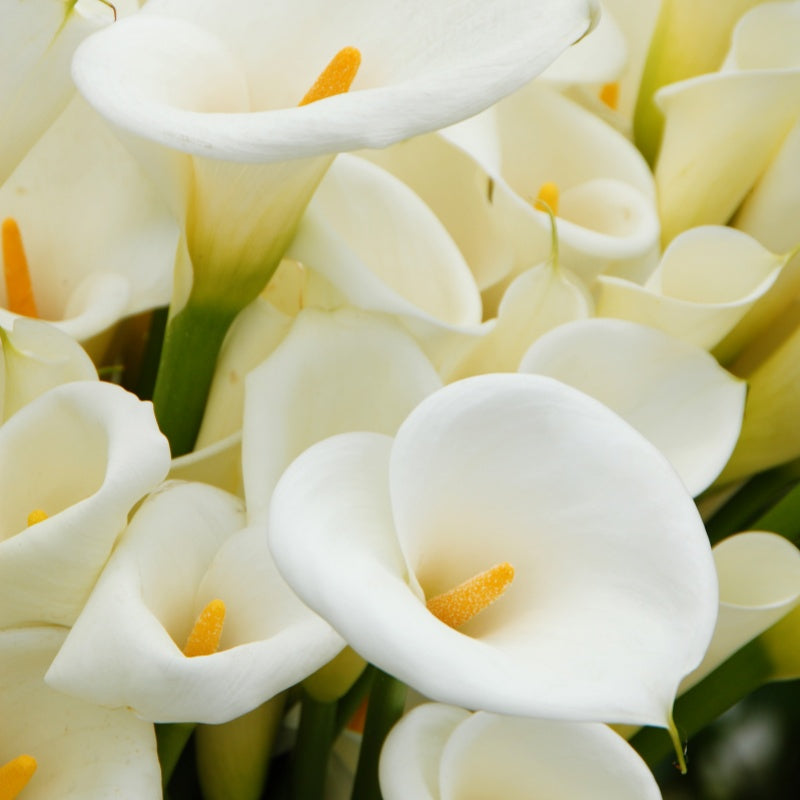Calla Lily Seeds up to 50%