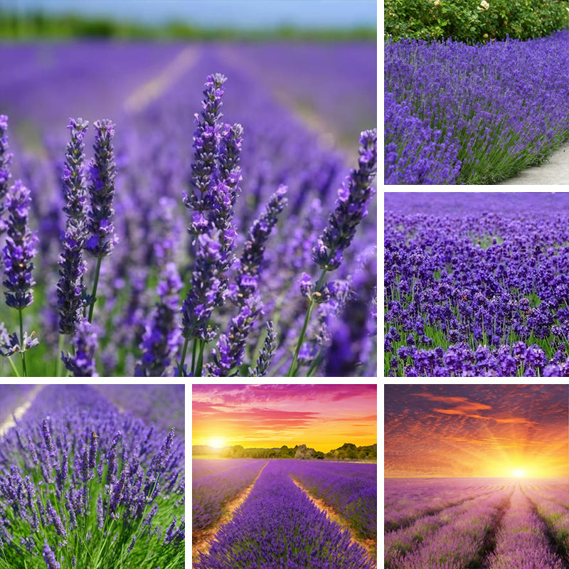 Lavender Seeds  up to 50%
