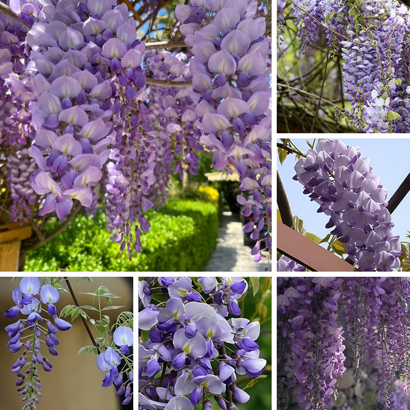 Wisteria Seeds Up to 50%