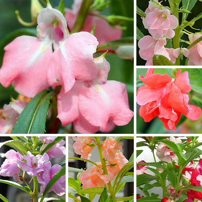 Impatiens Seeds Up to 50%