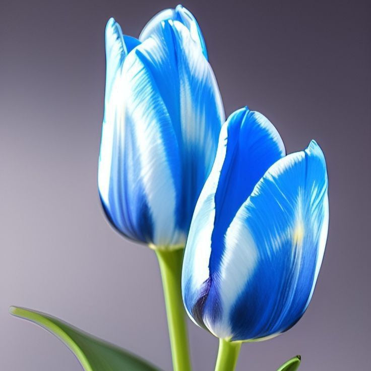 Blue Tulip Flower Seeds Up to 50% Off