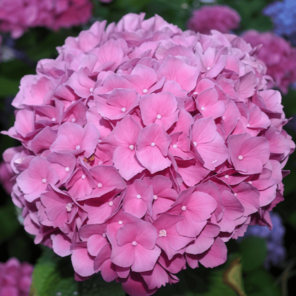 Hydrangea Flower Seeds up to 50%