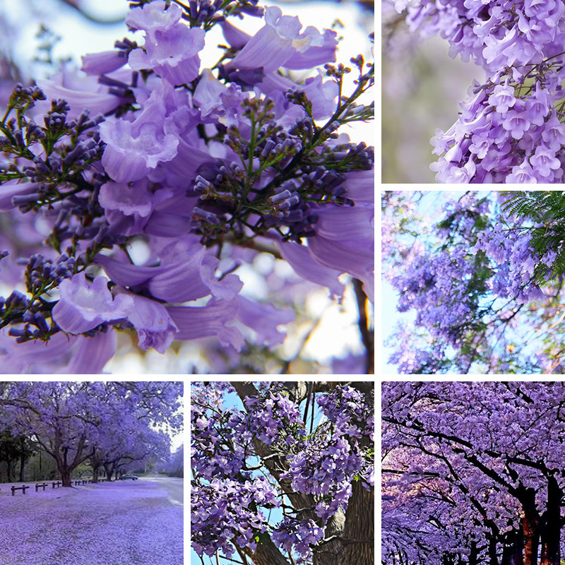 Jacaranda Tree Seeds Up to 50%