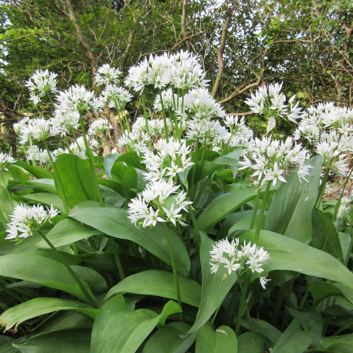 Ramsons Wild Garlic Seeds up to 50%