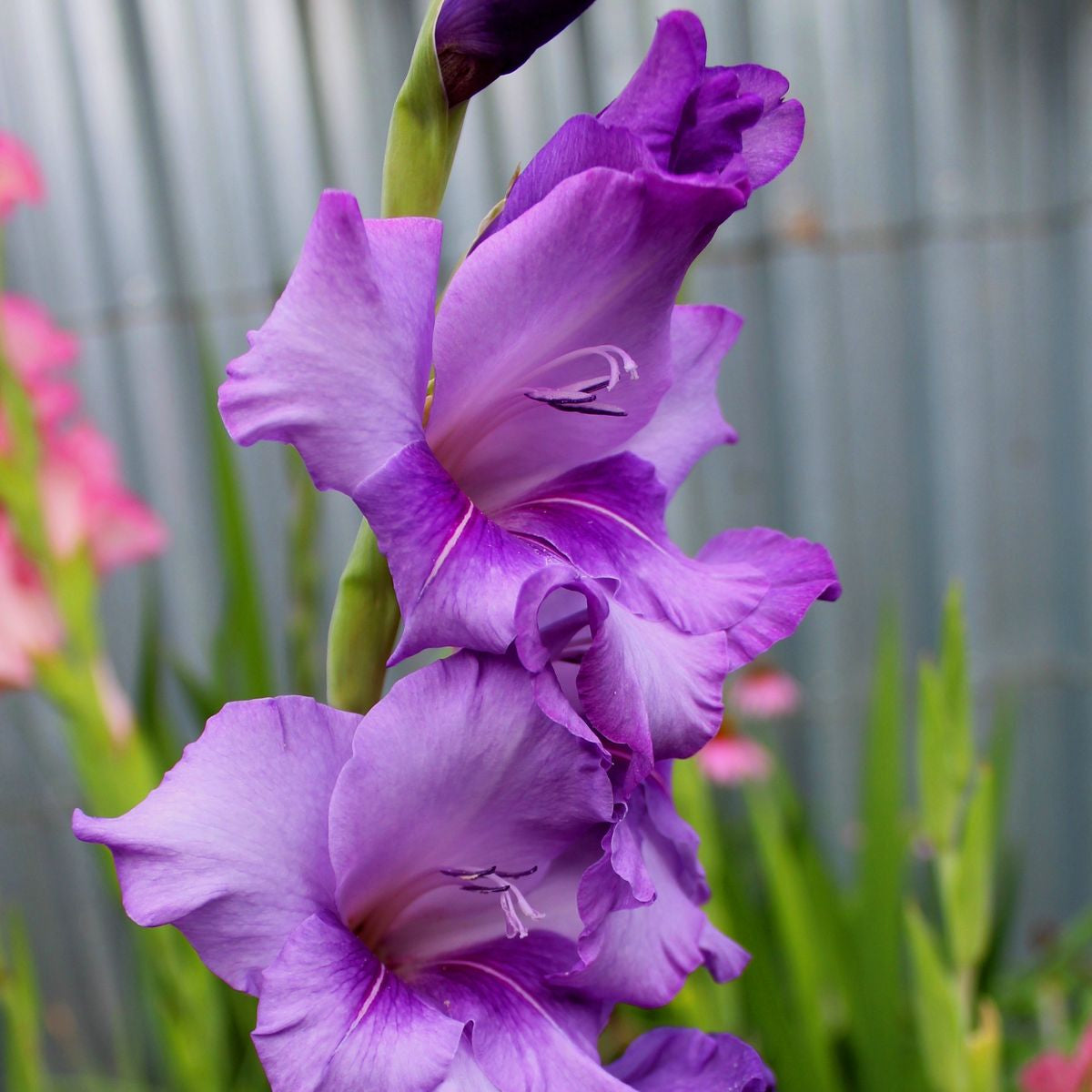 Purple Gladiolus Seeds Up to 50% Off