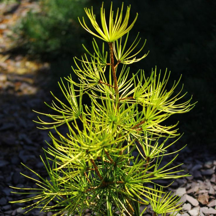 Japanese Umbrella Pine Seeds Up to 50% Off