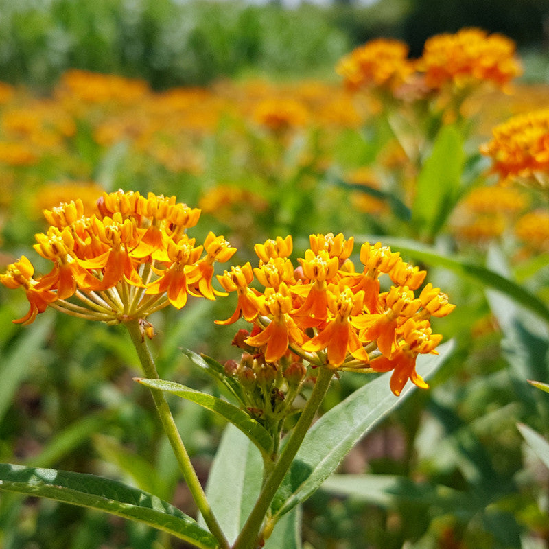 Butterfly Milkweed Seeds - Orange Larger Packet High Germination 600-3000 Onsaleseeds