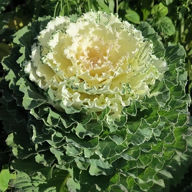Brassica Oleracea Var Acephala Seeds - White Flat Leaves High Germination Onsaleseeds