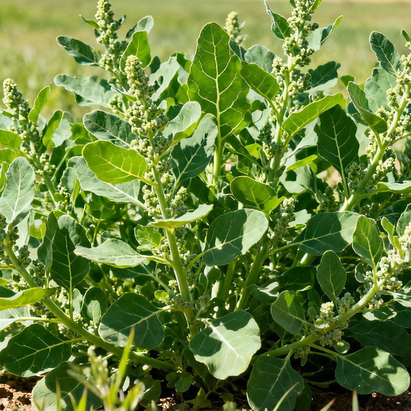 Atriplex Horuensis Seeds Green up to 50% Large Pack · 2600-260000 Seeds