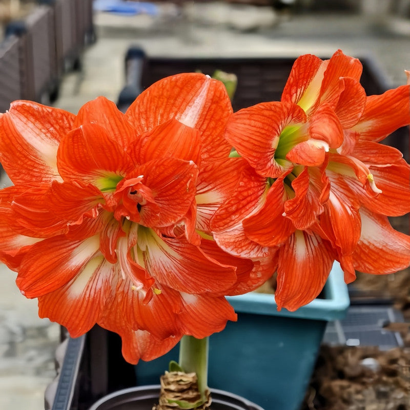 Amaryllis Bulbs - Sunshine Fairy