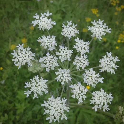 Heracleum Hemsleyanum Seeds