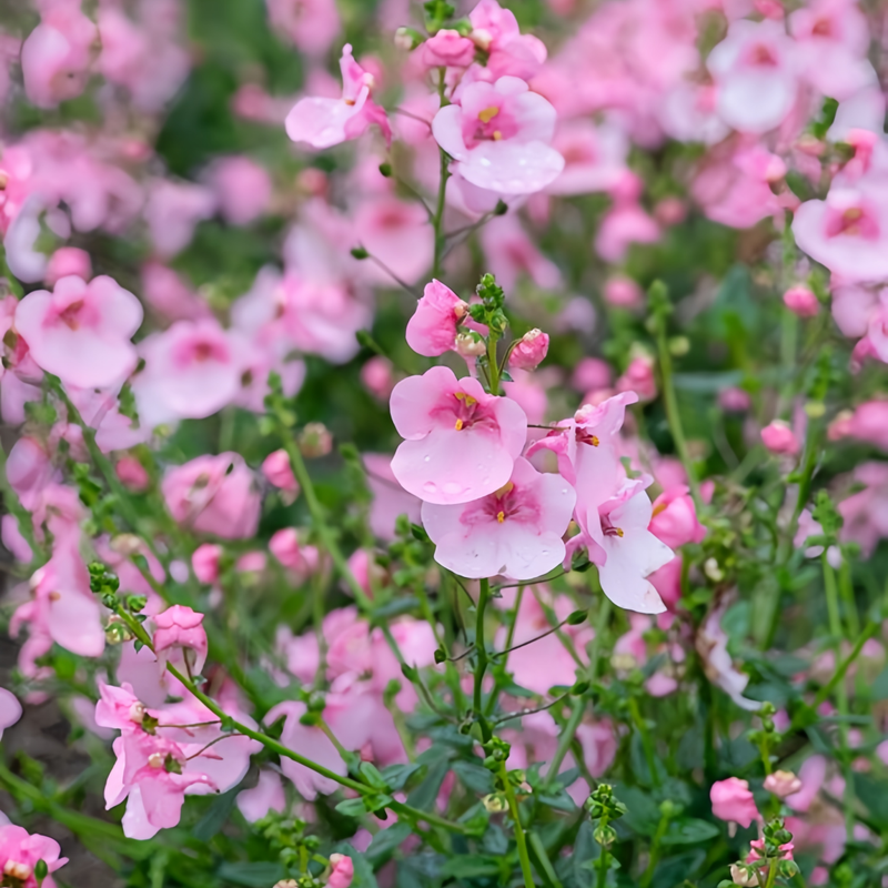 Diascia Barberae Pink Seeds up to 50% Large Pack · 4200-5000 Seeds