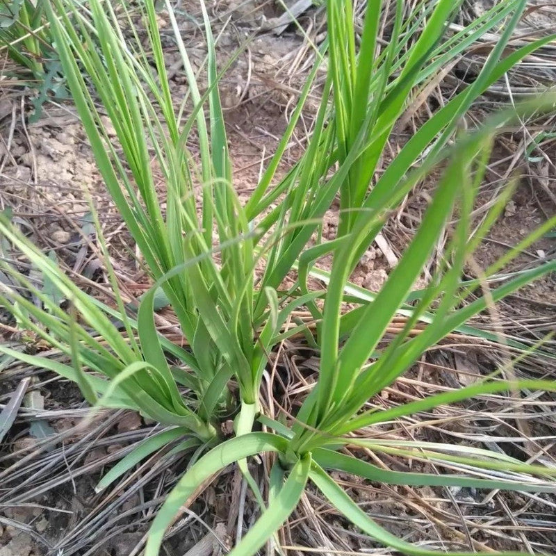 Anemarrhena Asphodeloides Bunge Seeds - Larger Packet High Germination 1000-5000 Onsaleseeds