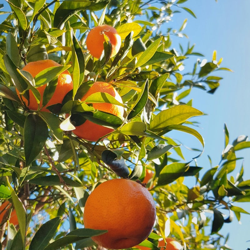Mandarin Orange Seeds up to 50%