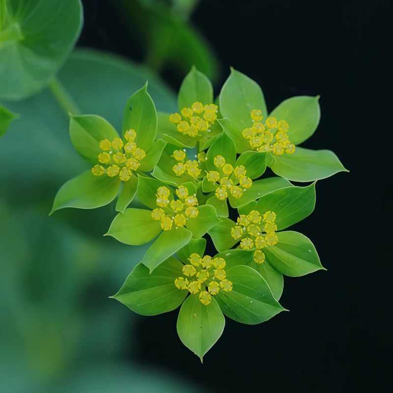 Sun Spurge Seeds - Yellow Larger Packet High Germination 900-4500 Onsaleseeds