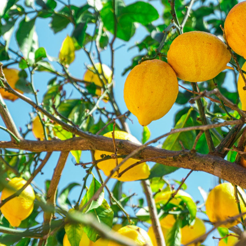 Lemon Seeds up to 50%