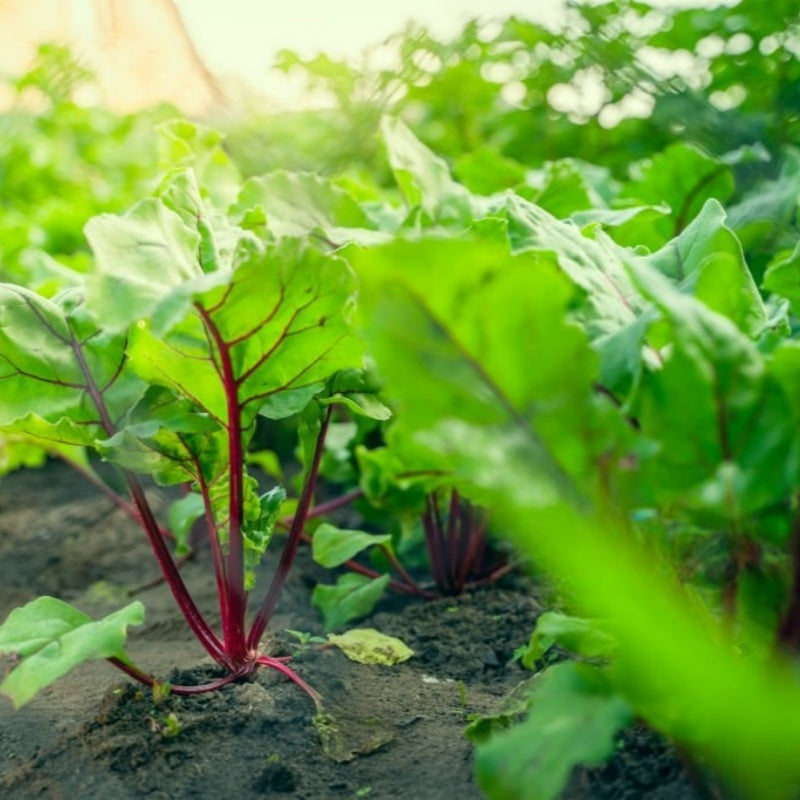 Beet Seeds up to 50%