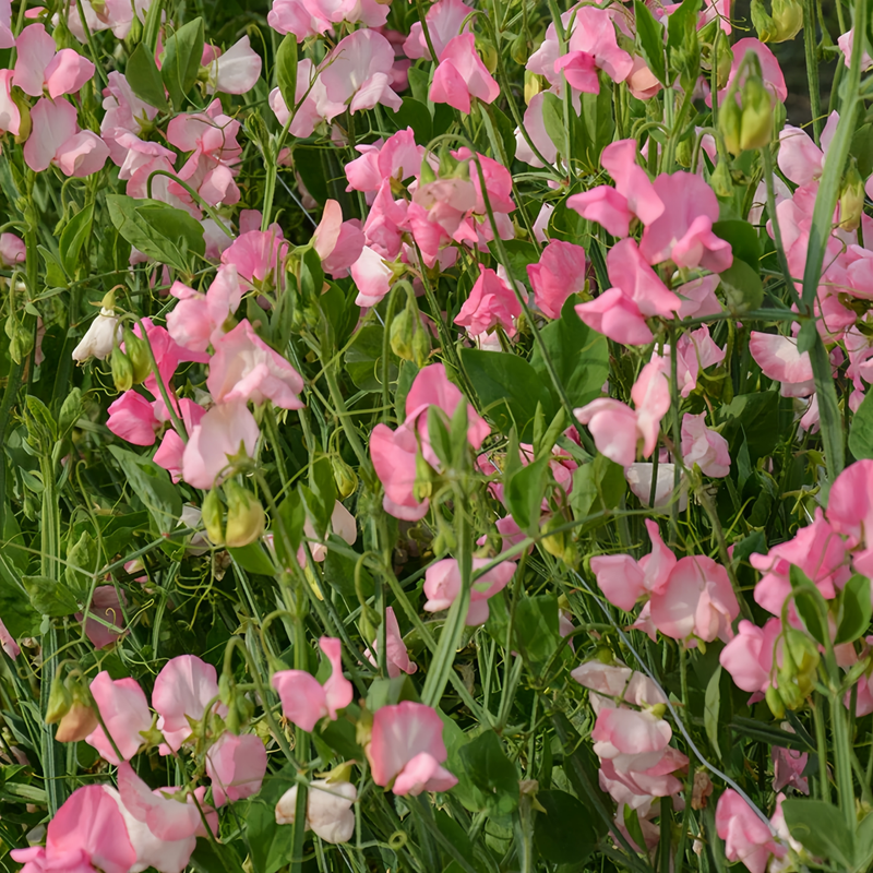 Sweet Pea Seeds - Pink Larger Packet High Germination 120-5000 Onsaleseeds