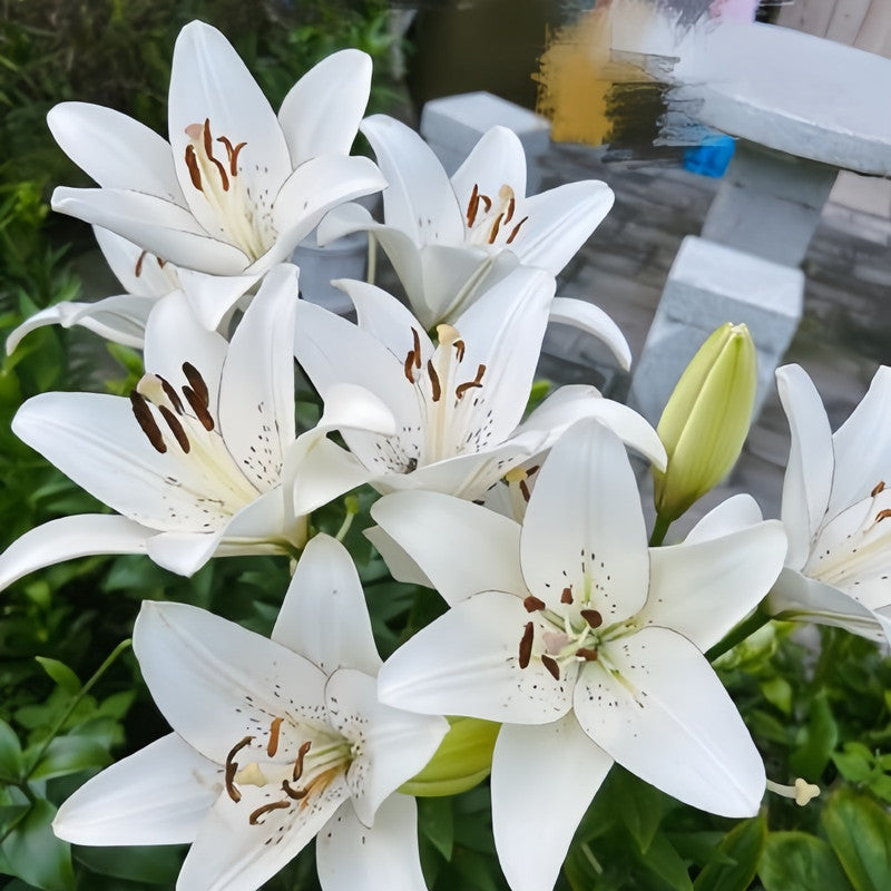 Lily Bulbs - Eyeliner