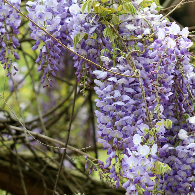 Wisteria Seeds up to 50%