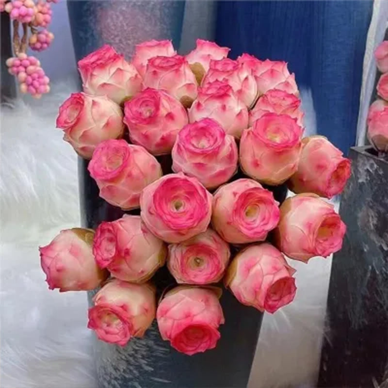succulent mountain rose Mountain Rose Seeds - Pink Succulent Larger Packet High Germination 20