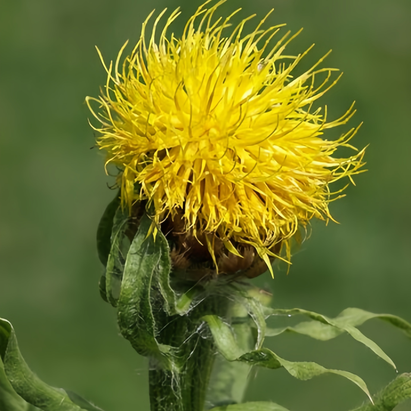 Cornflower / Bachelor Button Seeds - Yellow Larger Packet High Germination 800-4000 Onsaleseeds