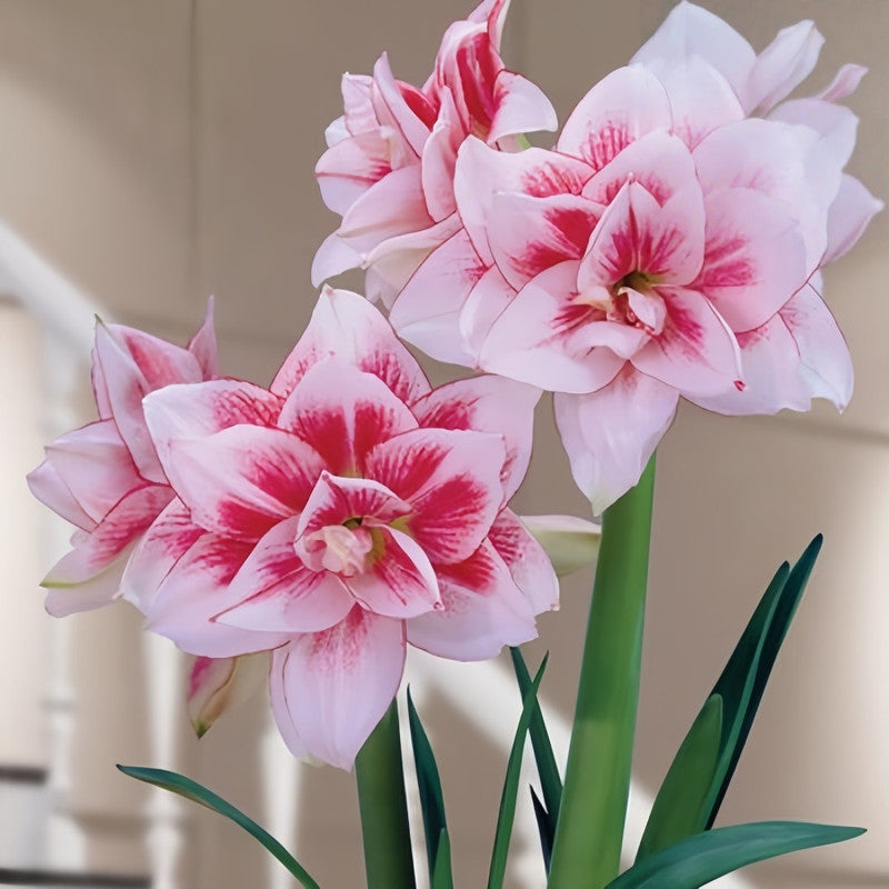 Amaryllis Bulbs - Sprite