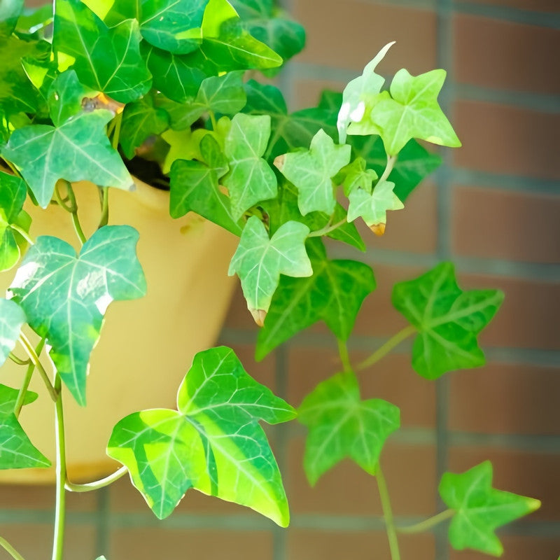Ivy Climbing Seeds - Larger Packet High Germination 200-1000 Onsaleseeds