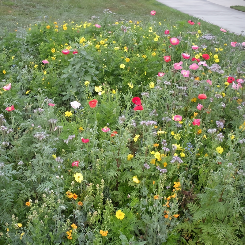 Wildflower Seeds - Heat Resistant Mix Includes Cornflower, Pappy, Zinnia, etc.