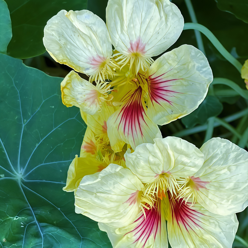 Nasturtium Seeds - Yellow Larger Packet High Germination 260-1200 Onsaleseeds