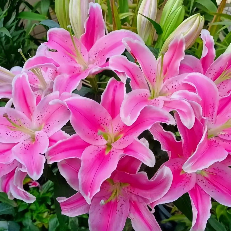 Lily Bulbs - Sorbonne