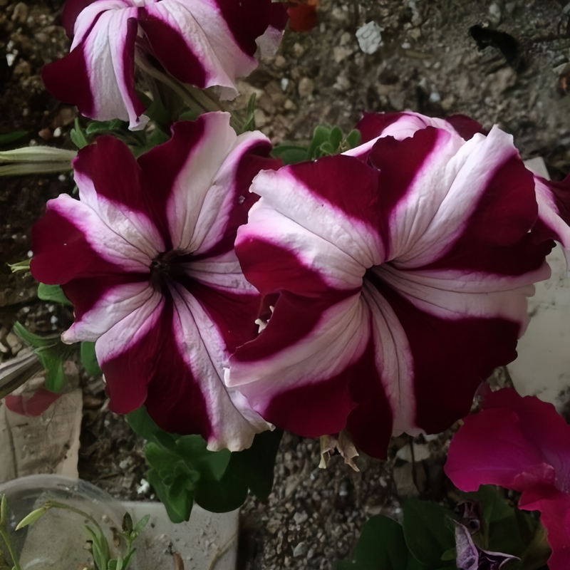 Petunia Hybrida Seeds - Purple And White Stripes Larger Packet High Germination 360-1800 Onsaleseeds
