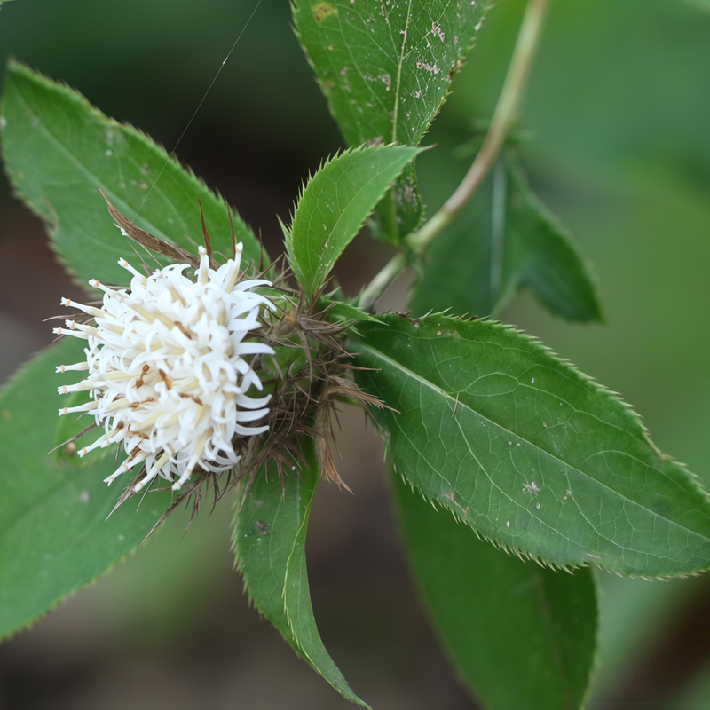 A.Chinensis (DC.)Koidz Seeds - Larger Packet High Germination 600-3000 Onsaleseeds