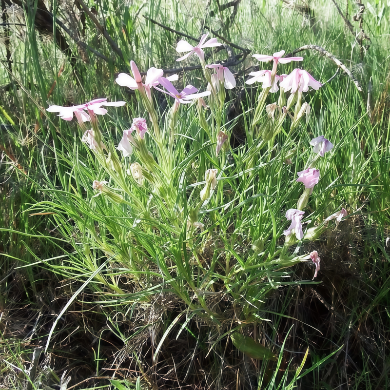 Dianthus Seeds - Mix Single-Petaled Larger Packet High Germination 3000-15000 Onsaleseeds