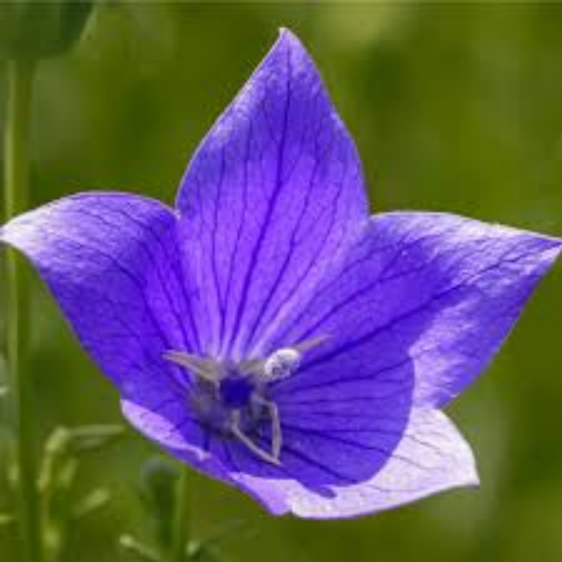Platycodon Grandiflorus(Jacq.) A. DC. Seeds - Larger Packet High Germination 2000-10000 Onsaleseeds