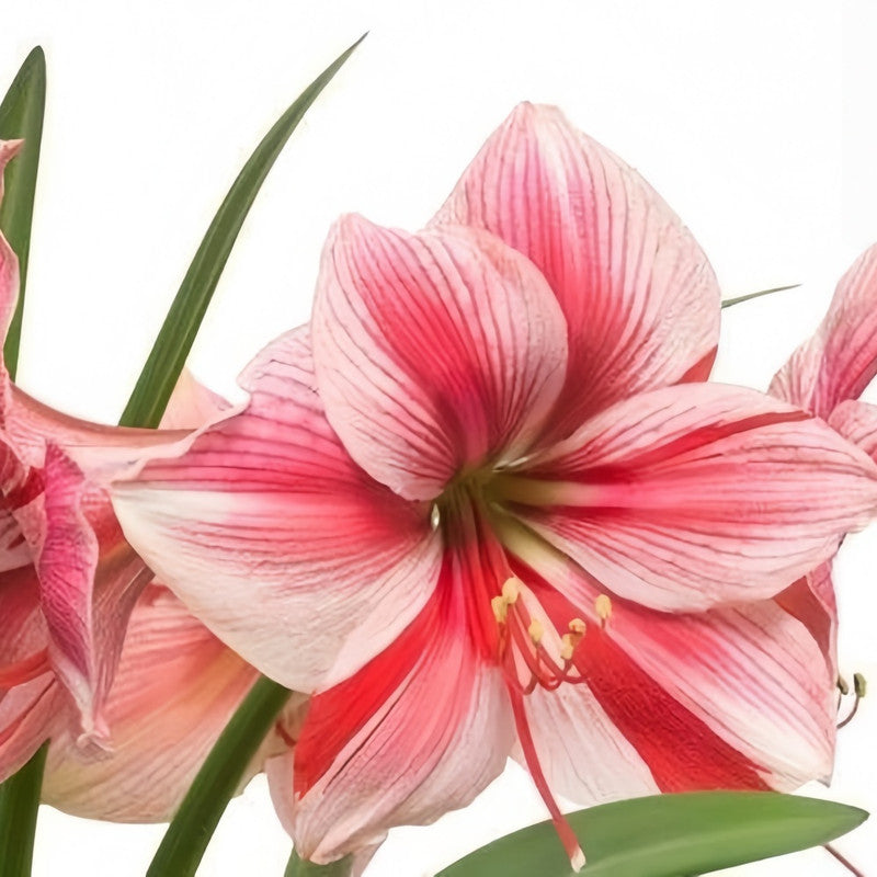 Amaryllis Bulbs - Ghost