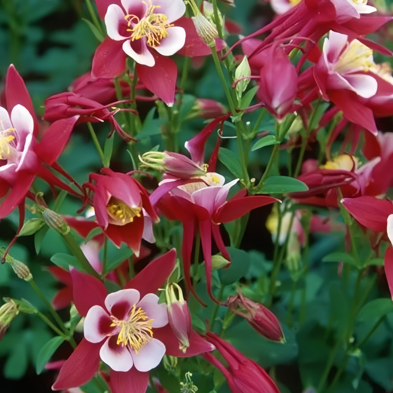 Aquilegia Seeds - Red Larger Packet High Germination 2000-10000 Onsaleseeds