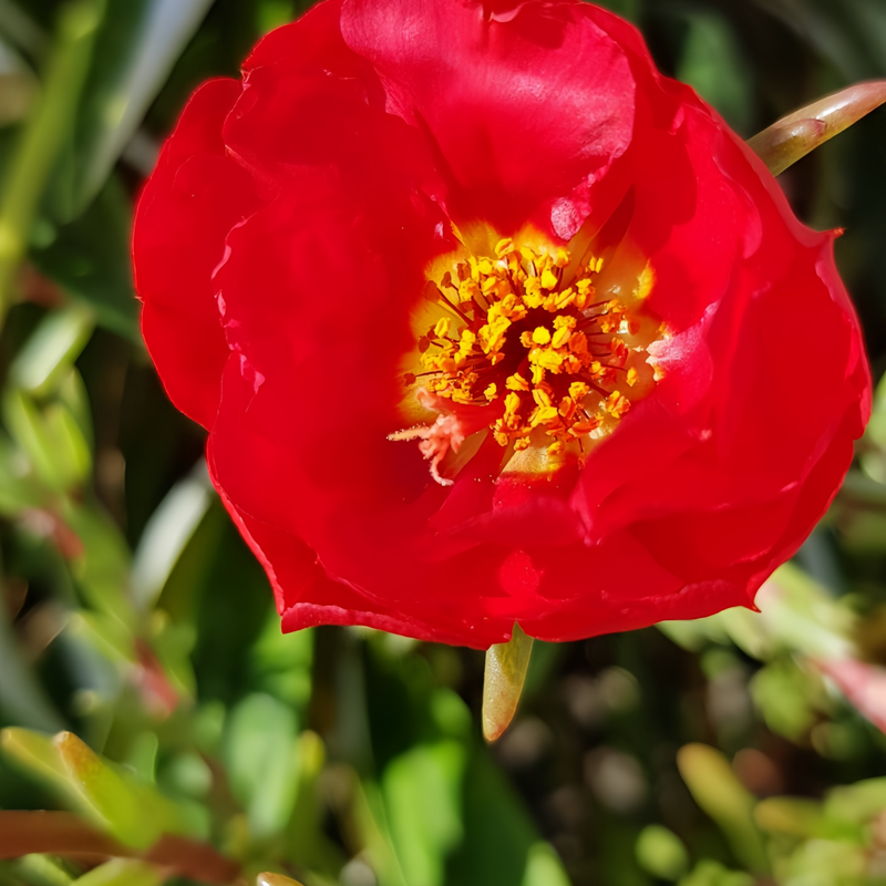 Moss Rose Seeds - Dark Red Larger Packet High Germination 300-1000 Onsaleseeds