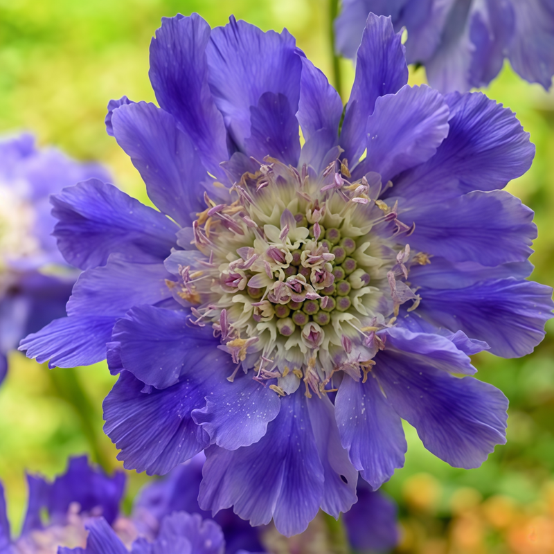 Scabiosa Seeds - Blue High Germination  Onsaleseeds