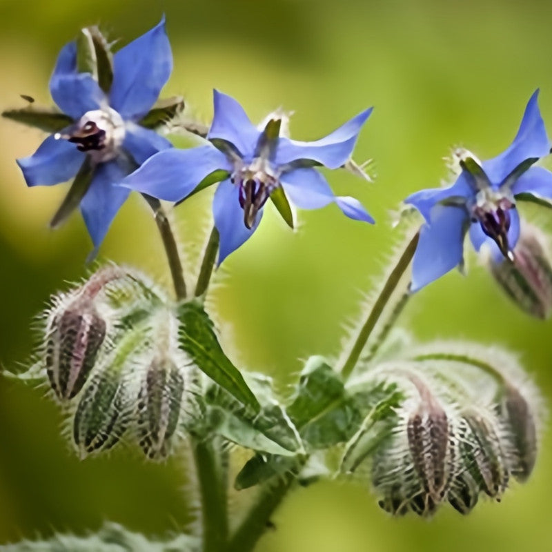 Borage Seeds - Blue Larger Packet High Germination 2000-10000 Onsaleseeds