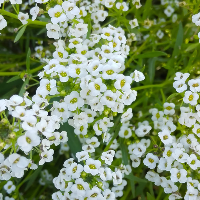 Sweet Alyssum Seeds - White Red Larger Packet High Germination 4000-20000 Onsaleseeds