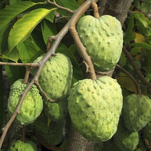 Soursop Seeds