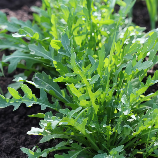 Small Leaf Eruca Sativa Mill Seeds