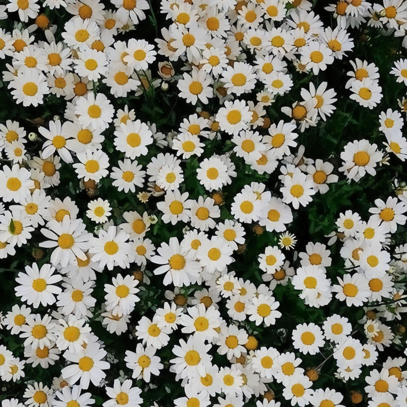 Brachycome Iberdifolia Seeds - White Larger Packet High Germination 5000-15000 Onsaleseeds